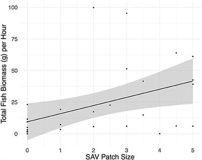 Submerged Aquatic Vegetation Patch Size Affects Fish Communities in a Turbid-Algal Lake